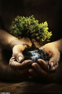 Rubrikabrac n°14, au creux des branches, au coeur des racines