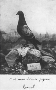 La place des animaux dans la grande guerre