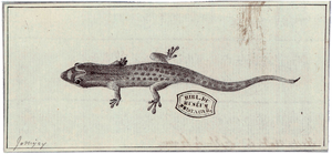 Gecko. Le secret du Tupa 3