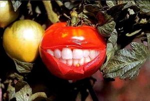 La tomate heureuse