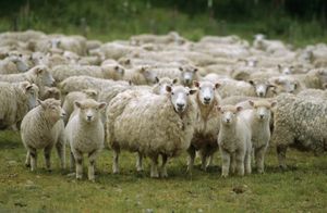 Un homme sur trois est un pur mouton. Expérience de Asch, le conformisme.