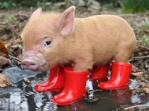 douceur et pluies de février
