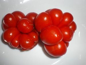 nos plants de tomates