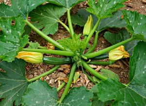 Au potager la starlette de l'été est la courgette