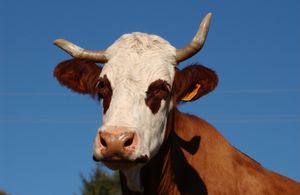 race abondance , vache a lunette