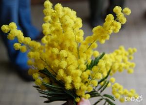 mimosa en fleur depuis fin décembre