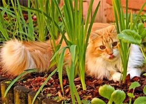 les matous au jardin potager
