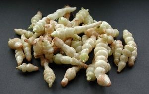 crosnes