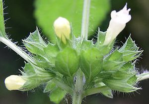 Mélisse officinale ou mélisse citronnelle ou piment des abeilles