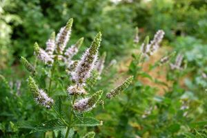 la fleur de la menthe passe du blanc au rosé