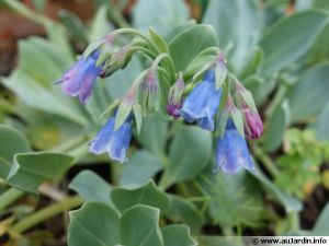 l'huitre végétale : la mertensia