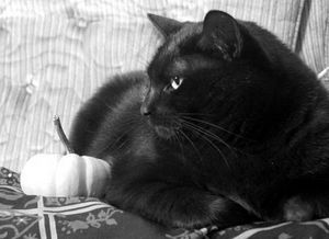 Imposture
