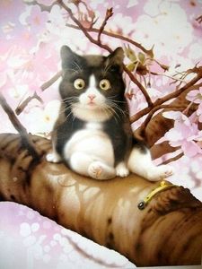 Chat par Makoto Muramatsu
