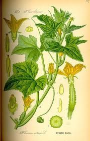 Fleurs de courgettes farcies au four