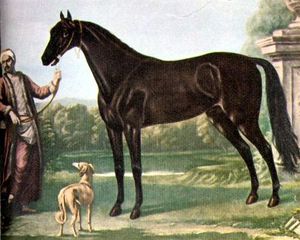 Le turcoman, le cheval de selle turque à l'origine du pur-sang anglais