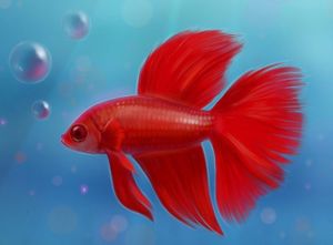 Le poisson rouge dans le lac sauvé du pêcheur Hasan.