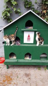 "Heureux comme un chat d'İstanbul"....
