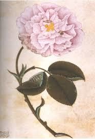 La fleur inconnue et la voix du coeur, conte turc.