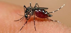 Portrait d'un tueur: l'Aedes Aegypti