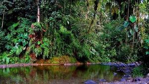 La rivière Corossol