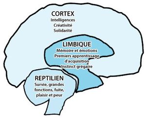 Le fonctionnement du cerveau