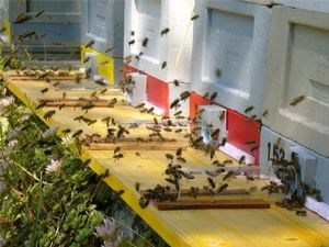 Des abeilles en santé ..