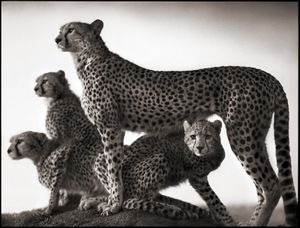 Des animaux !