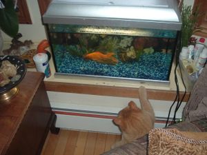 Oliver Twist et le poisson rouge, ils sont morts dans la même année, Lestate en mai Oliver en décembre ...