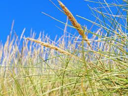 On tond les herbes hautes !