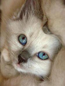 Le Chat Sacré de Birmanie, la légende, Birmanie