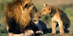 Les Lions sont assassinés mais Neptune en Poisson va mobiliser les gens pour les sauvers de la barbarie