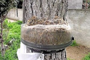 ecopiege chenille processionnaire