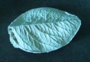 LES EMPREINTES POUR FEUILLES ET PETALES EN PÂTE A FLEURS