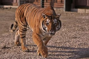 L'affaire du faux tigre de Montévrain: les conditions de détention d'un animal sauvage par un particulier