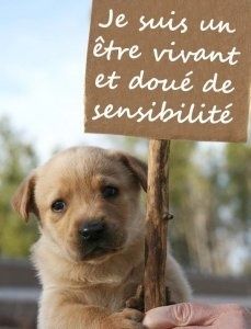 Un an après la loi du 16 février 2015: la Cour de cassation confirme qu'un animal de compagnie est un être vivant unique et irremplaçable