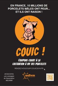 La castration à vif des porcelets fait débat: la campagne d'affichage de l'association Wellfarm tourne court