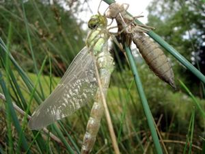 Crise transitionnelle de l'Indigo à l'Etre Cristal