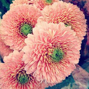 Le temps d'une rose
