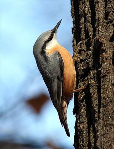 Sittelle kabyle, le seul oiseau endémique connu d'Algérie,découvert en 1975