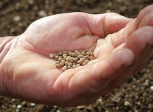 Biodiversité:Troc de Graines Perpignan ce 8 mars