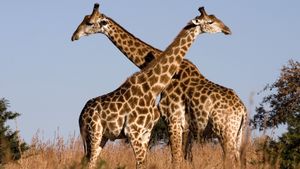 Parce qu'il y a aimer les animaux et aimer les animaux!