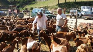 Le coup de gueule de Jean Lhéritier 3! Les races locales