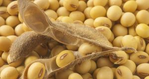 «Les OGM sont des éponges à herbicides », et autres balivernes