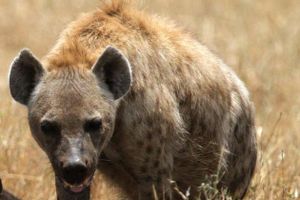 Insolite: Il se fait dévorer le pénis par une hyène