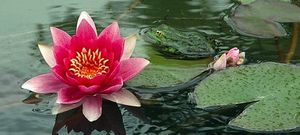Mettre en pratique le Maintenant, par Eckhart Tolle