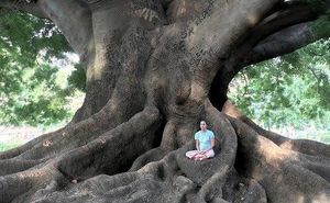 Se connecter à l’énergie des arbres