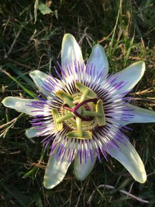 Passiflora...