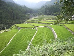 La culture du riz au Japon