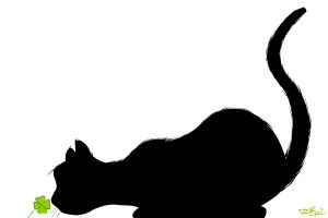 Le chat noir...