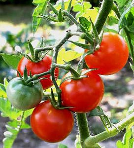 La tomate